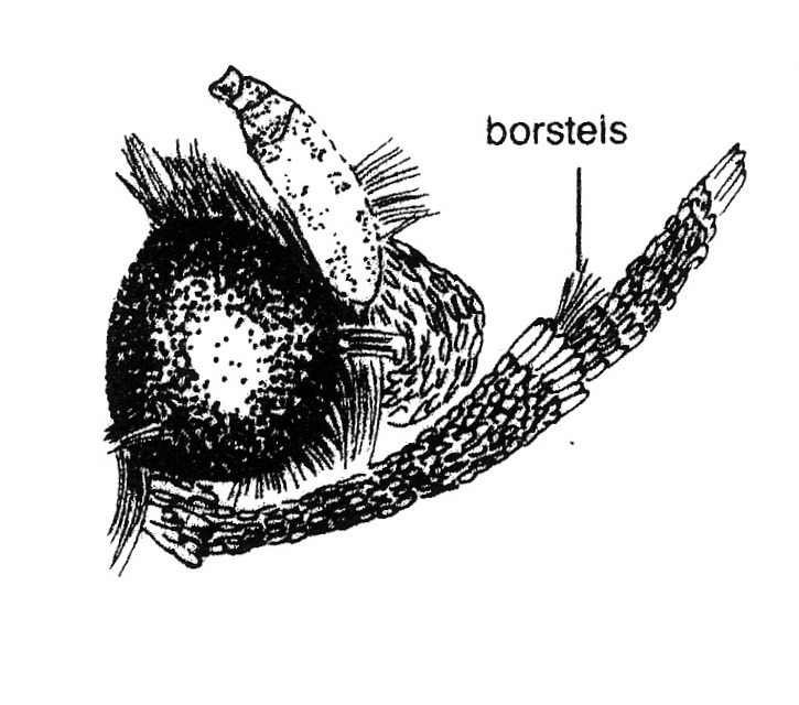 Kop van Opogona sacchari (Tineidae) van opzij.